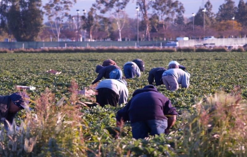 Υπουργείο Εργασίας: Έρχονται ρυθμίσεις για την αντιμετώπιση της έλλειψης εργατών γης