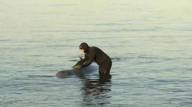 Απίστευτο θέαμα στον Άλιμο: Στα ρηχά μικρή φάλαινα - Είναι τραυματισμένη