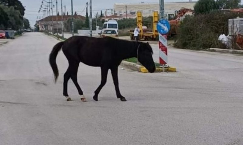 Προσοχή στους οδηγούς: Άλογο περιφέρεται στην περιοχή των Μυκηνών - Κίνδυνος ατυχήματος