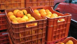 Έκλεψαν πορτοκάλια από κτήμα στην Κόρινθο