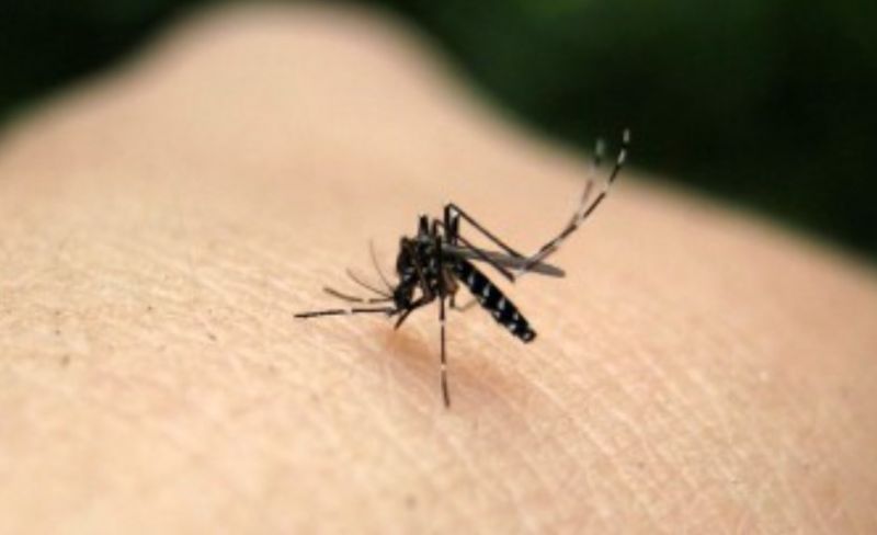 ΕΟΔΥ: Προφυλαχθείτε από τα κουνούπια – Προφυλαχθείτε από τον ιό του Δυτικού Νείλου