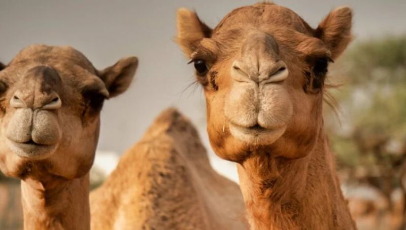 Ποιος είναι ο «ιός της καμήλας» που έρχεται μετά το… Μουντιάλ – Ανησυχία για τη γρίπη