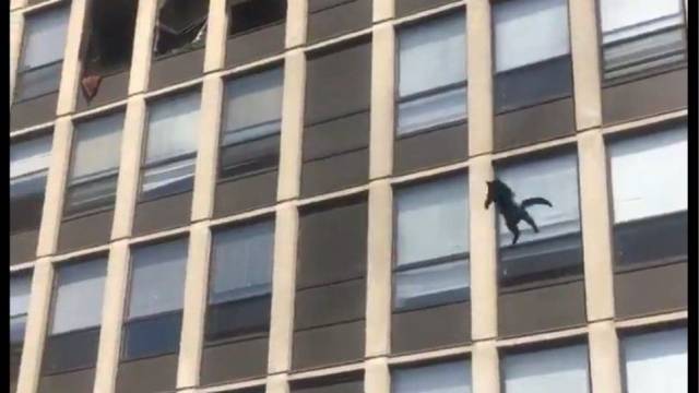 Εφτάψυχη γάτα πηδάει από τον 5ο όροφο φλεγόμενου κτιρίου και φεύγει... κυρία - Δείτε βίντεο