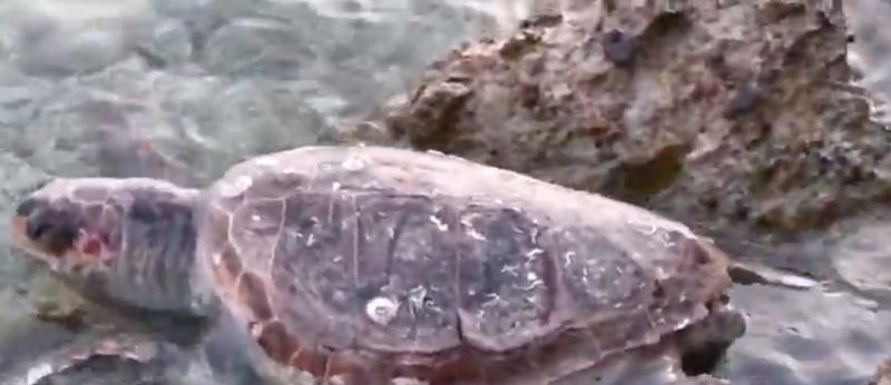 Nεκρή χελώνα Καρέτα – Καρέτα στην παραλία στο Λουτράκι