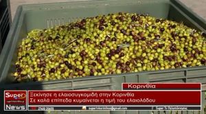 Ξεκίνησε η ελαιοσυγκομιδή στην Κορινθία - Σε καλά επίπεδα κυμαίνεται η τιμή του ελαιολάδου (video)