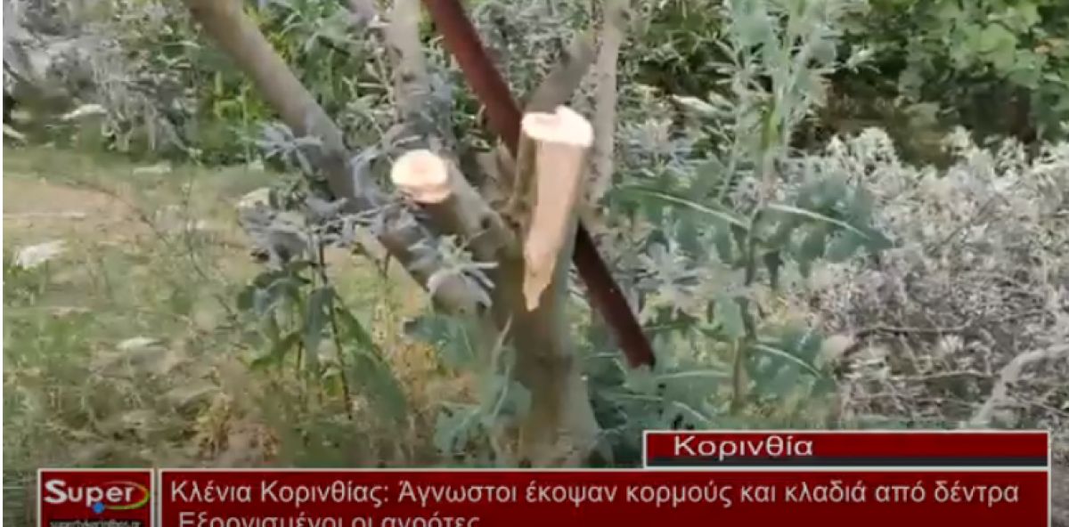 Κλένια Κορινθίας: Άγνωστοι έκοψαν κορμούς και κλαδιά από δέντρα – Εξοργισμένοι οι αγρότες (Bιντεο)