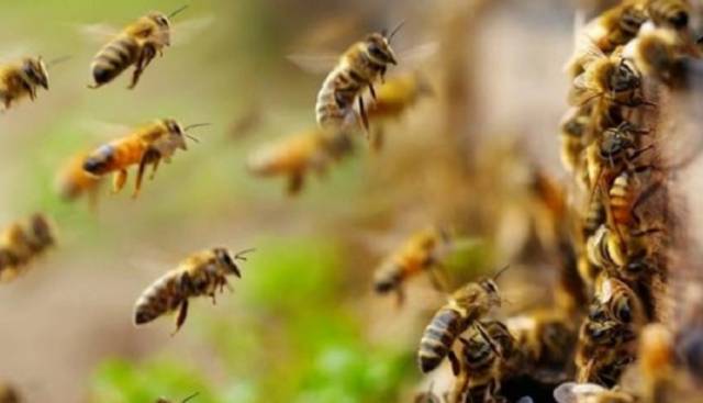 Φωτιά στην Εύβοια: Χάθηκαν χιλιάδες σμήνη μελισσών - Ολοκληρωτική καταστροφή για τους παραγωγούς