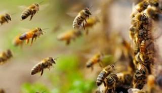 Φωτιά στην Εύβοια: Χάθηκαν χιλιάδες σμήνη μελισσών - Ολοκληρωτική καταστροφή για τους παραγωγούς
