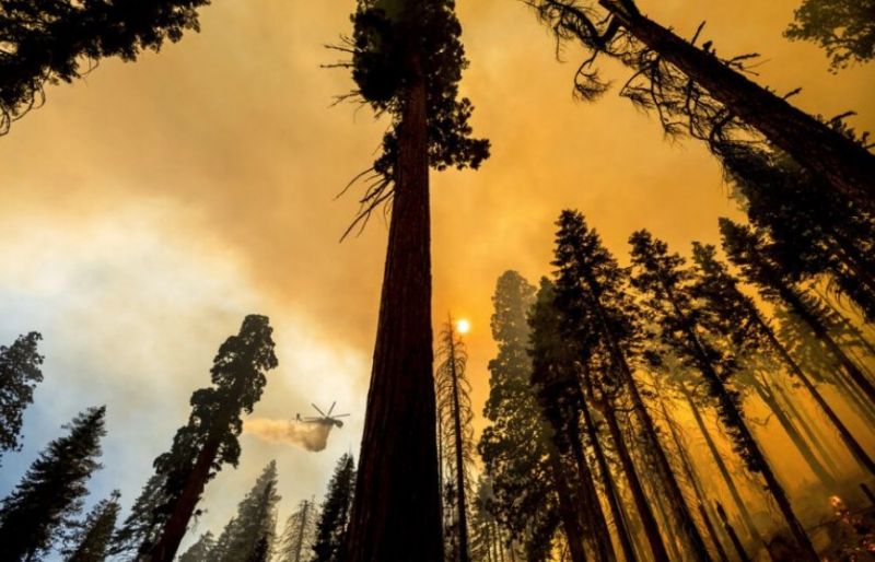 Κλιματική αλλαγή: Δέκα από τα προστατευόμενα δάση εκπέμπουν πλέον διοξείδιο του άνθρακα