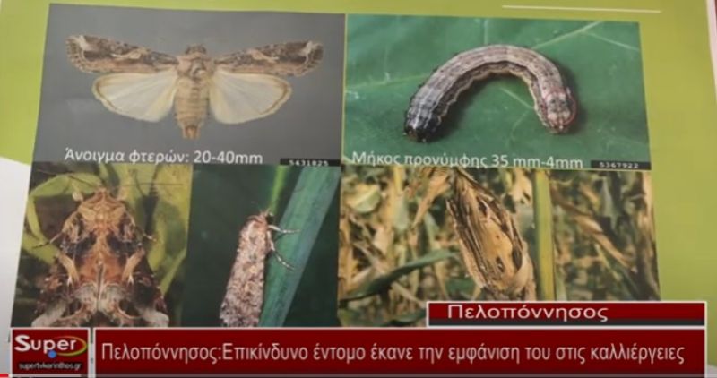 Πελοπόννησος :Επικίνδυνο έντομο έκανε την εμφάνιση του στις καλλιέργειες (video)
