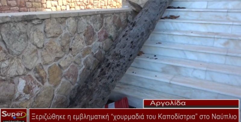 Ξεριζώθηκε η εμβληματική “χουρμαδιά του Καποδίστρια” στο Ναύπλιο (VIDEO)