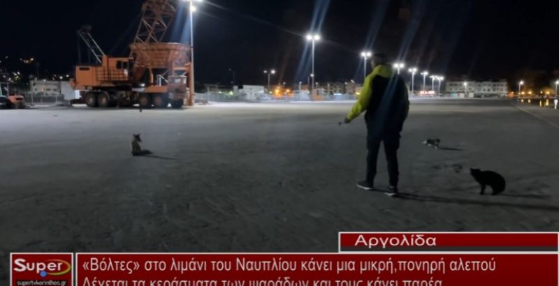 «Βόλτες» στο λιμάνι του Ναυπλίου κάνει μια μικρή αλεπού (video)