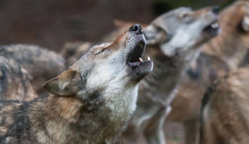 Λύκοι στην Πάρνηθα: Γιατί επέστρεψαν – Πώς θα προστατευθούν πολίτες και φύση