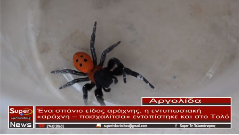 Ένα σπάνιο είδος αράχνης, η εντυπωσιακή «αράχνη – πασχαλίτσα» εντοπίστηκε και στο Τολό Αργολίδας