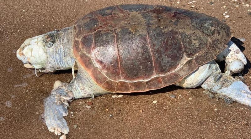 Κόρινθος: Νεκρή χελώνα καρέτα-καρέτα στην παραλία της Ποσειδωνίας
