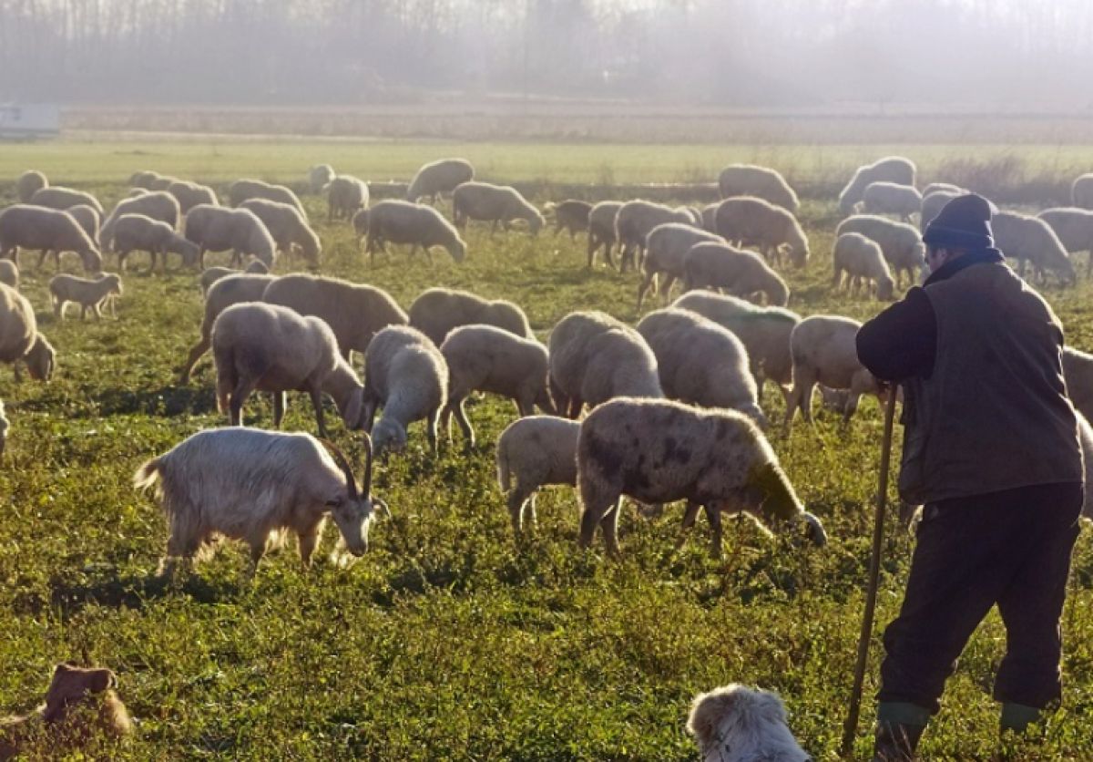 Έρχονται νέα μέτρα για τους κτηνοτρόφους – Τι θα γίνει με το αγροτικό πετρέλαιο