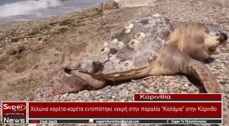 Χελώνα καρέτα καρέτα εντοπίστηκε νεκρή στην παραλία “Καλάμια” στην Κόρινθο (VIDEO)