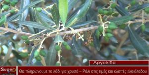 Θα πληρώνουμε το λάδι για χρυσό – Ράλι στις τιμές και κλοπές ελαιόλαδου (video)