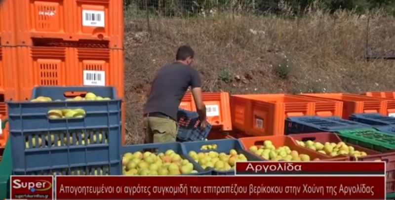 Συγκομιδή των ποικιλιών επιτραπέζιου βερίκοκου στην Xούνη της Αργολίδας (Βιντεο)