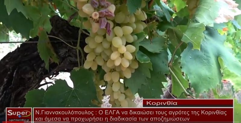 VIDEO - Ν. Γιαννακουλόπουλος : O EΛΓΑ να δικαιώσει τους αγρότες της Κορινθίας