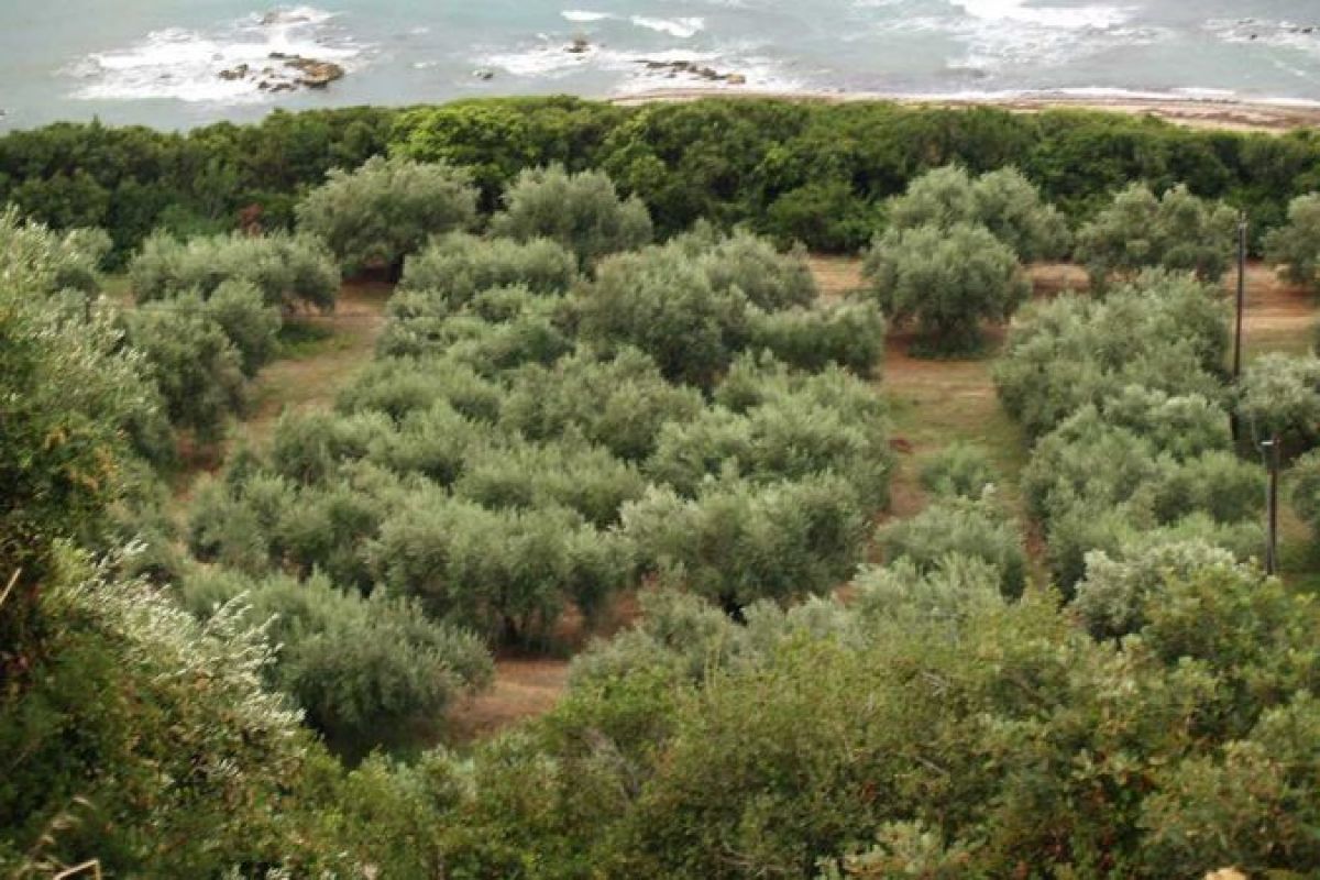 Ακαρπία ελαιοδένδρων σε περιοχές του δήμου Ξυλοκάστρου – Ευρωστίνης Κορινθίας