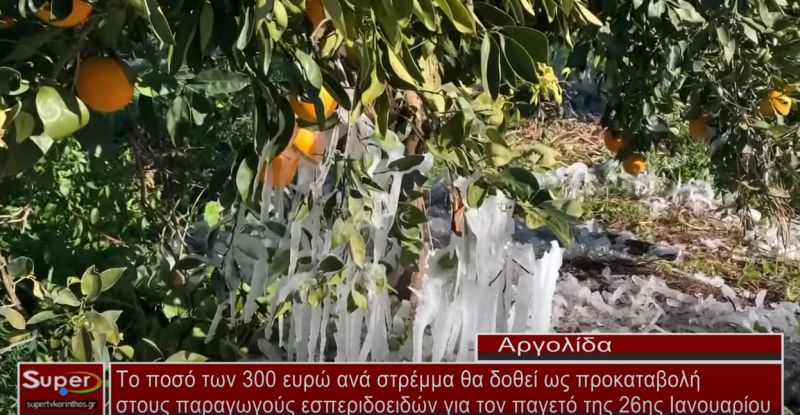 Το ποσό των 300 ευρώ ανά στρέμμα θα δοθεί ως προκαταβολή στους παραγωγούς εσπεριδοειδών (video)