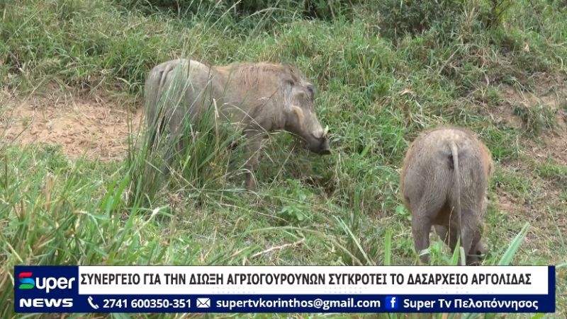 ΒΙΝΤΕΟ: ΣΥΝΕΡΓΕΙΟ ΓΙΑ ΤΗΝ ΔΙΩΞΗ ΑΓΡΙΟΓΟΥΡΟΥΝΩΝ ΣΥΓΚΡΟΤΕΙ ΤΟ ΔΑΣΑΡΧΕΙΟ ΑΡΓΟΛΙΔΑΣ