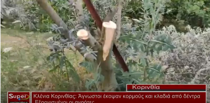 Κλένια Κορινθίας: Άγνωστοι έκοψαν κορμούς και κλαδιά από δέντρα – Εξοργισμένοι οι αγρότες (Bιντεο)