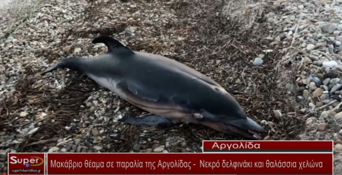 Μακάβριο θέαμα σε παραλία της Αργολίδας - Νεκρό δελφινάκι και θαλάσσια χελώνα (Βιντεο)