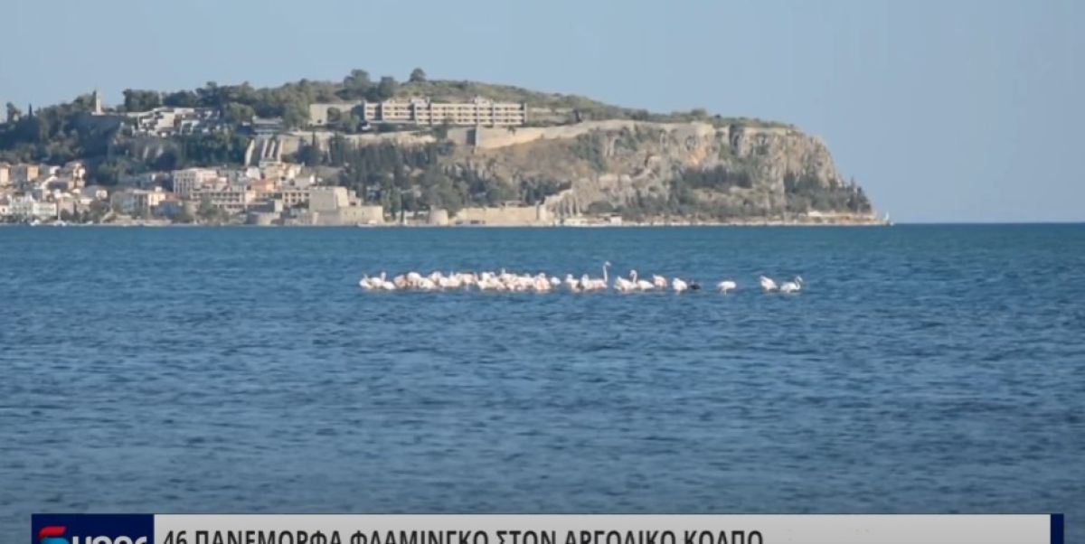 46 ΠΑΝΕΜΟΡΦΑ ΦΛΑΜΙΝΓΚΟ ΣΤΟΝ ΑΡΓΟΛΙΚΟ ΚΟΛΠΟ (VIDEO)