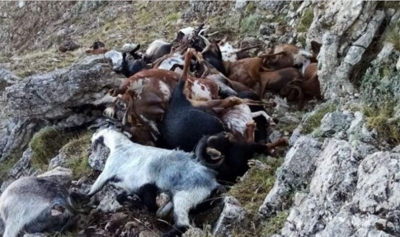 Κεραυνός ξεκλήρισε κοπάδι με κατσίκες στο Αρτεμίσιο Αρκαδίας