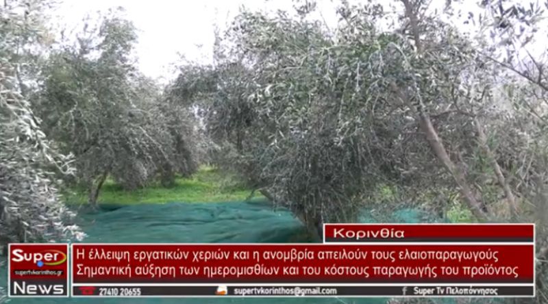 Η έλλειψη εργατικών χεριών και η ανομβρία απειλούν τους ελαιοπαραγωγούς (video)