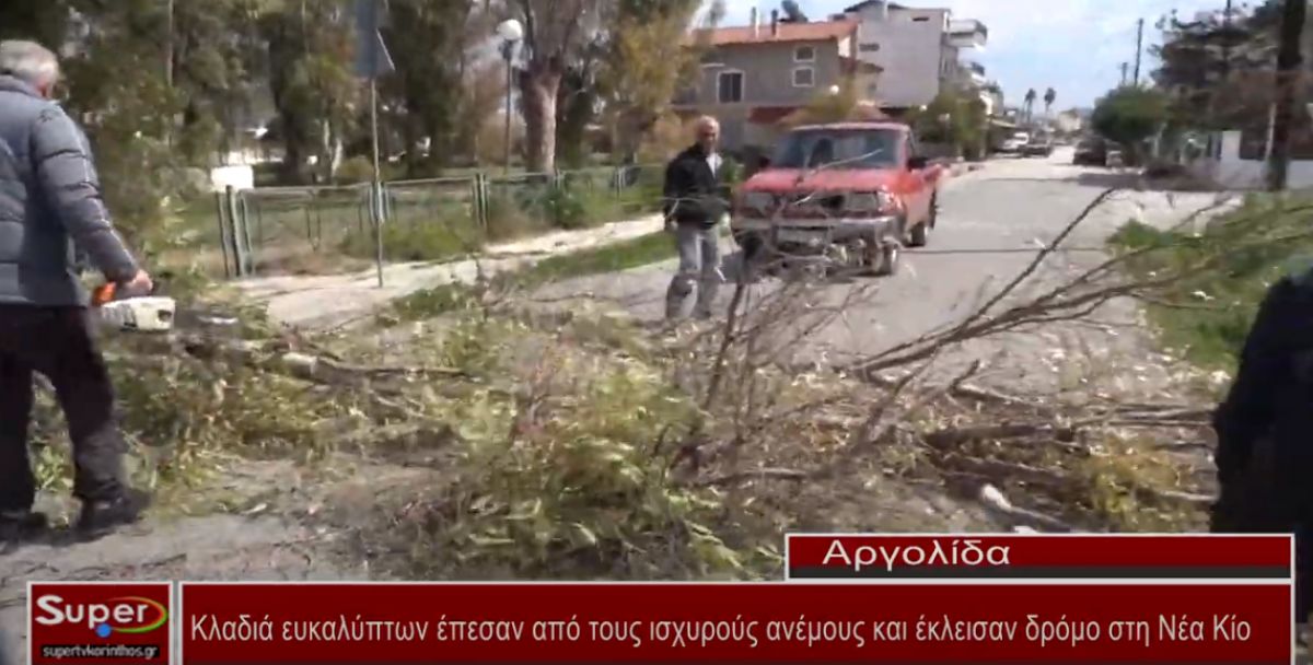 Κλαδιά ευκαλύπτων έπεσαν από τους ισχυρούς ανέμους και έκλεισαν δρόμο στη Νέα Κίο (ΒΙΝΤΕΟ)